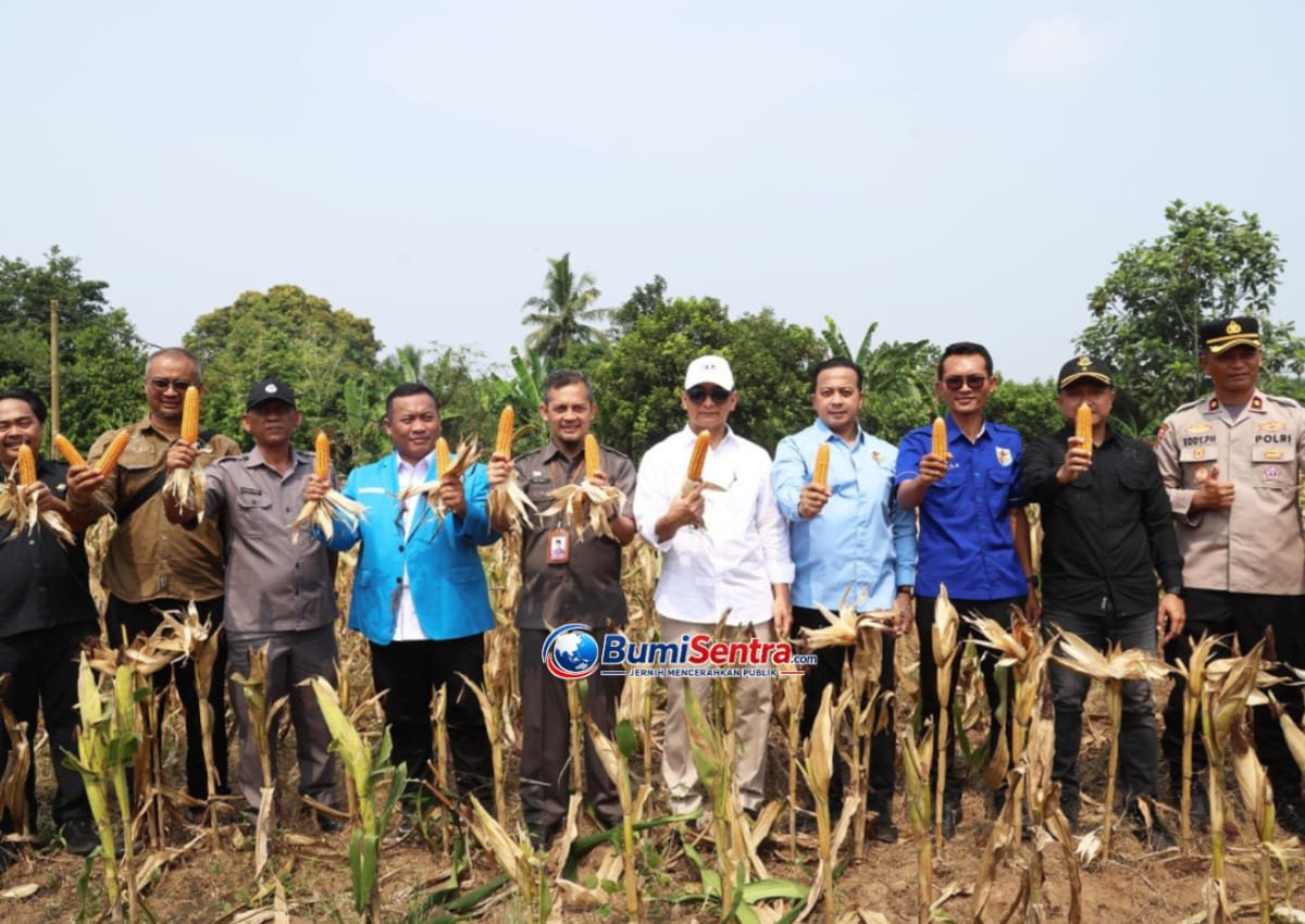 Dari Lahan 4 Hektare di Maja, KNPI Lebak Perkuat Status Daerah sebagai Lumbung Pangan Banten