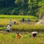 Petani Kampung Palendeng Mulai Panen Padi di Blok Cimadur, Harapkan Harga Gabah Tetap Stabil