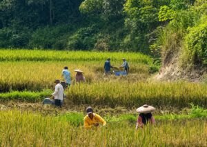 Petani Kampung Palendeng Mulai Panen Padi di Blok Cimadur, Harapkan Harga Gabah Tetap Stabil