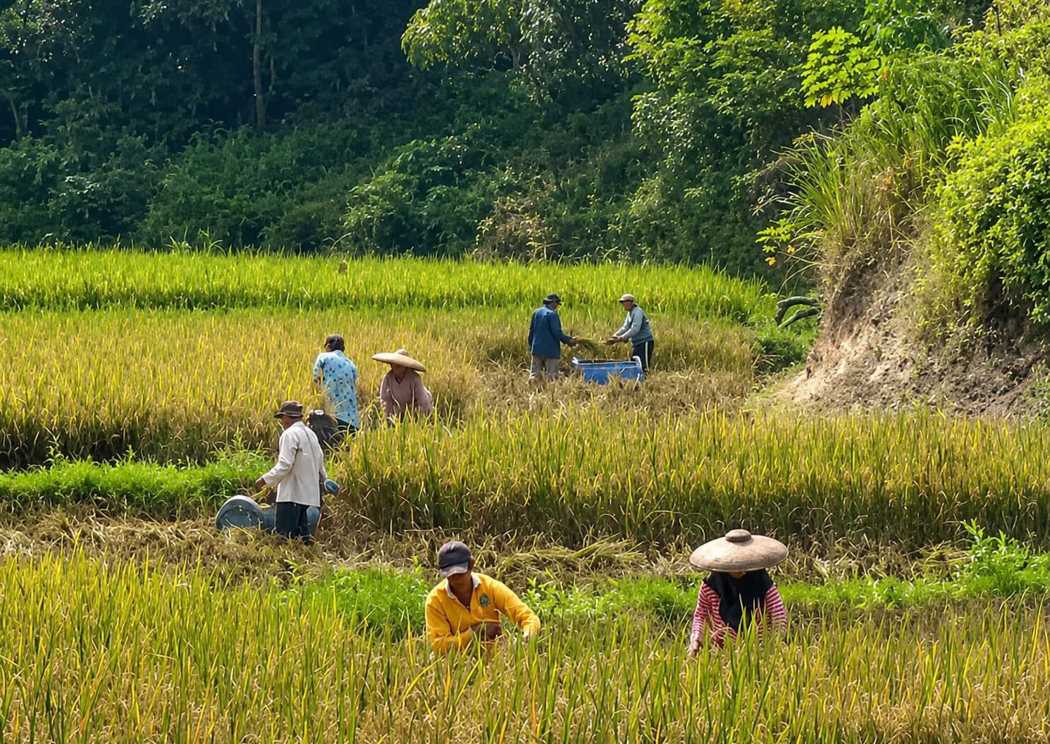 Petani Kampung Palendeng Mulai Panen Padi di Blok Cipadung, Harapkan Harga Gabah Tetap Stabil