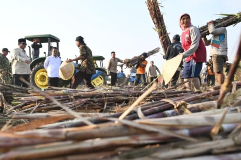 Petani Nilai Penguatan Sektor Pertanian Berdampak Positif, Produktivitas dan Akses Pupuk Meningkat